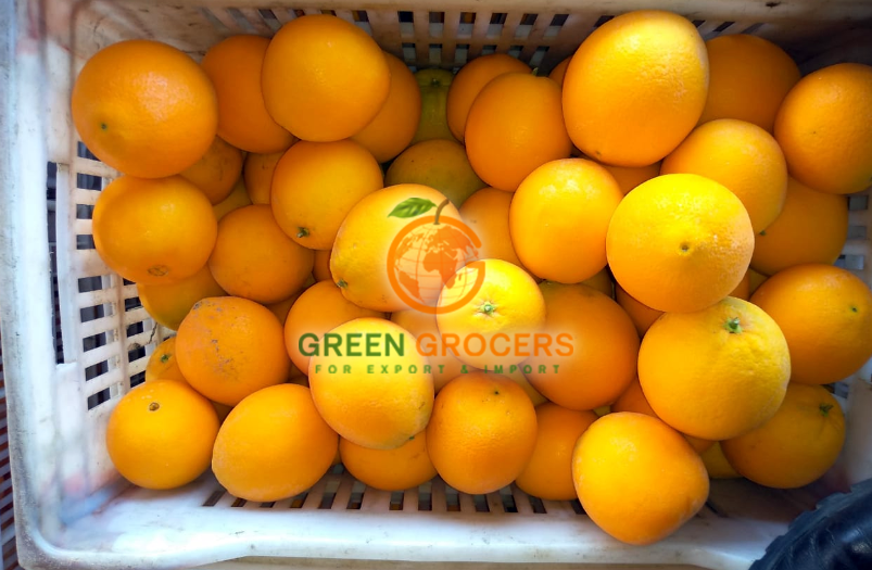 Navel Oranges